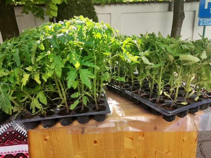 Cumpărătorii așteaptă să se încălzească vremea pentru a cumpăra răsad FOTo: Alina MItran