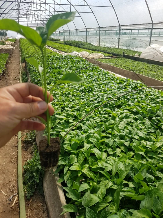 Ferma lui Liviu Moraru este o afacere de familie FOTO: arhiva personală