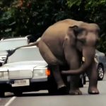 Elefant-masina.jpg
