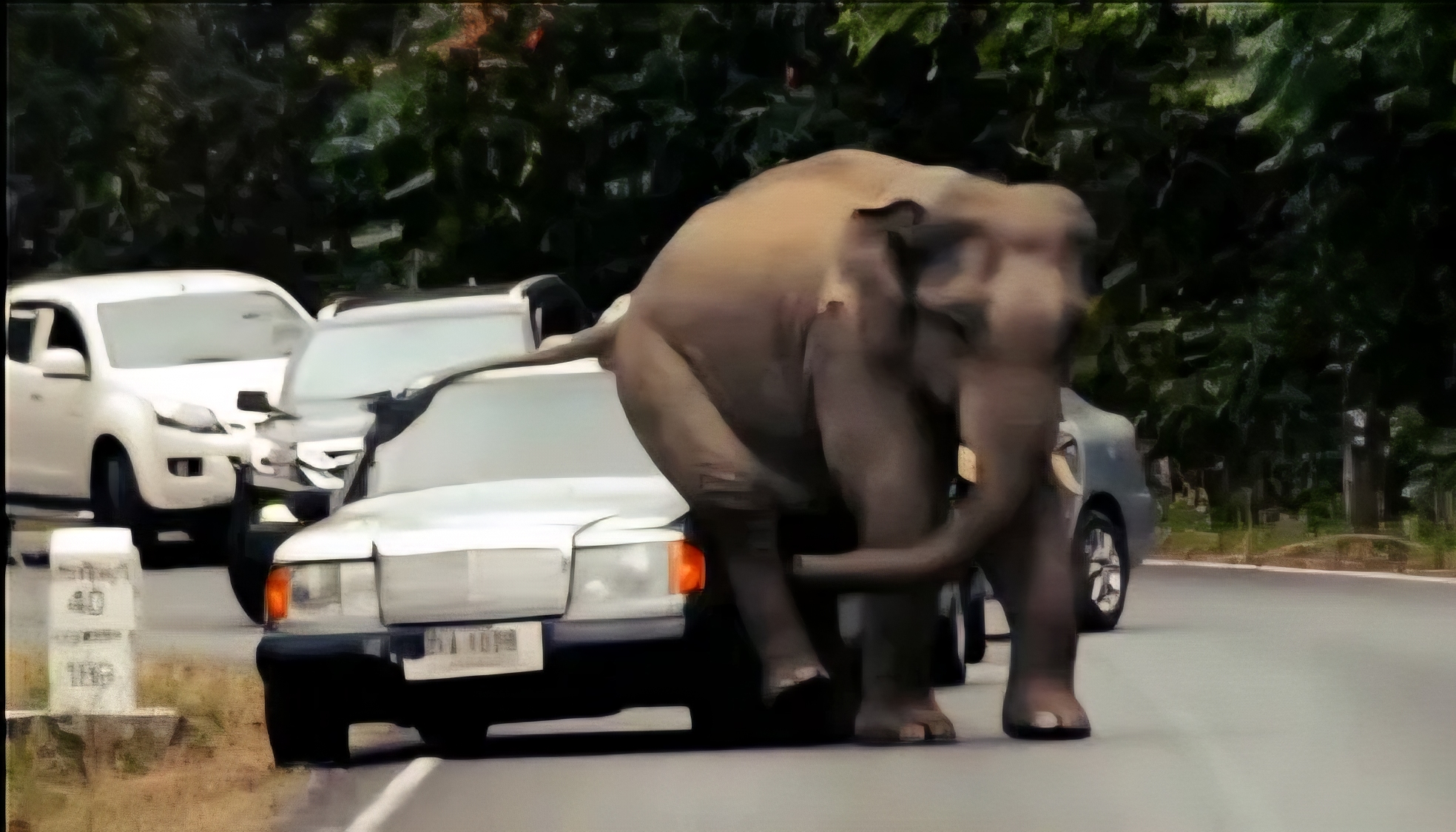 Elefant-masina.jpg