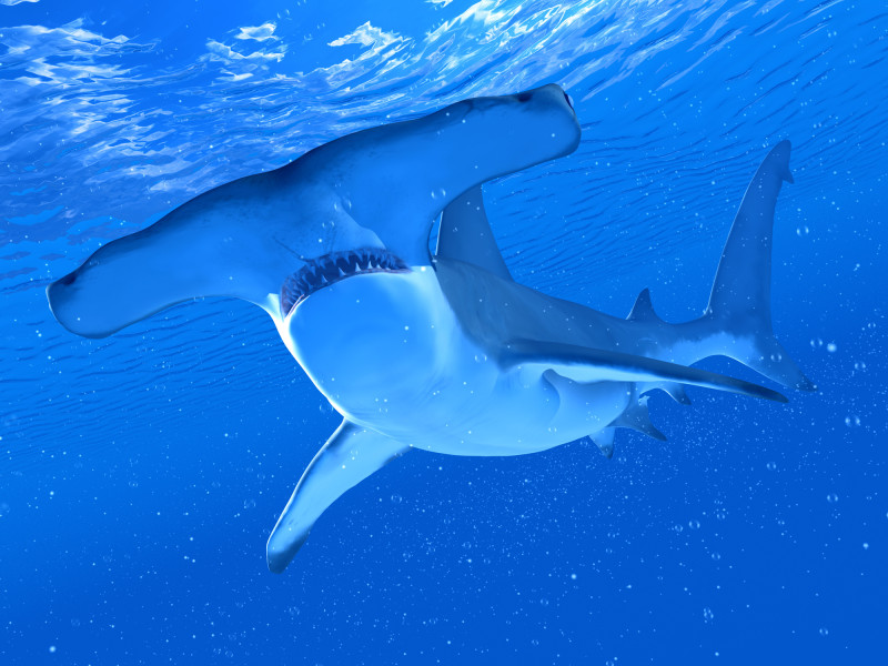 hammer shark rechin