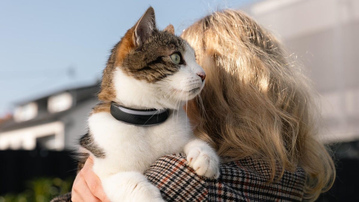 tractive-pet-collar-cat.jpg
